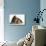 Basset Hound Puppy, Betty, 9 Weeks, with Ear over a Red Guinea Pig-Mark Taylor-Mounted Photographic Print displayed on a wall