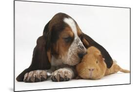 Basset Hound Puppy, Betty, 9 Weeks, with Ear over a Red Guinea Pig-Mark Taylor-Mounted Photographic Print