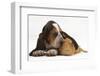 Basset Hound Puppy, Betty, 9 Weeks, with Ear over a Red Guinea Pig-Mark Taylor-Framed Photographic Print