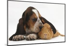 Basset Hound Puppy, Betty, 9 Weeks, with Ear over a Red Guinea Pig-Mark Taylor-Mounted Photographic Print