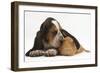 Basset Hound Puppy, Betty, 9 Weeks, with Ear over a Red Guinea Pig-Mark Taylor-Framed Photographic Print