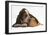 Basset Hound Puppy, Betty, 9 Weeks, with Ear over a Red Guinea Pig-Mark Taylor-Framed Photographic Print