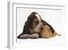 Basset Hound Puppy, Betty, 9 Weeks, with Ear over a Red Guinea Pig-Mark Taylor-Framed Photographic Print