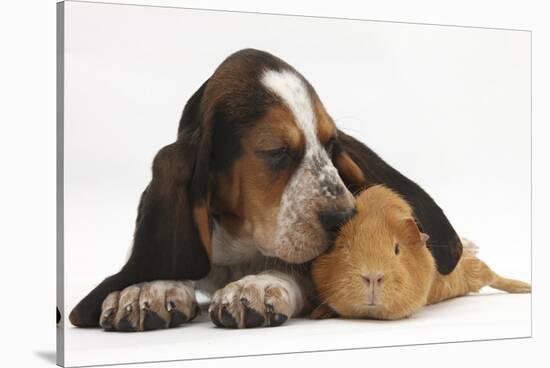 Basset Hound Puppy, Betty, 9 Weeks, with Ear over a Red Guinea Pig-Mark Taylor-Stretched Canvas
