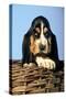 Basset Hound Puppy in Basket-null-Stretched Canvas