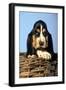 Basset Hound Puppy in Basket-null-Framed Photographic Print