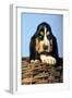 Basset Hound Puppy in Basket-null-Framed Photographic Print