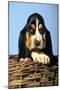 Basset Hound Puppy in Basket-null-Mounted Photographic Print