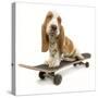 Basset Hound Puppy in Studio on Skateboard-null-Stretched Canvas