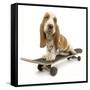 Basset Hound Puppy in Studio on Skateboard-null-Framed Stretched Canvas