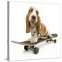 Basset Hound Puppy in Studio on Skateboard-null-Stretched Canvas