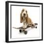 Basset Hound Puppy in Studio on Skateboard-null-Framed Photographic Print