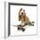 Basset Hound Puppy in Studio on Skateboard-null-Framed Photographic Print