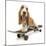 Basset Hound Puppy in Studio on Skateboard-null-Mounted Photographic Print