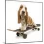 Basset Hound Puppy in Studio on Skateboard-null-Mounted Photographic Print