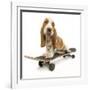 Basset Hound Puppy in Studio on Skateboard-null-Framed Photographic Print