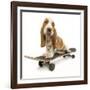 Basset Hound Puppy in Studio on Skateboard-null-Framed Photographic Print