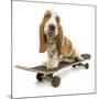 Basset Hound Puppy in Studio on Skateboard-null-Mounted Photographic Print