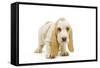 Basset Hound Puppy in Studio-null-Framed Stretched Canvas