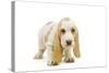 Basset Hound Puppy in Studio-null-Stretched Canvas