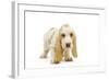 Basset Hound Puppy in Studio-null-Framed Photographic Print
