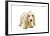 Basset Hound Puppy in Studio-null-Framed Photographic Print