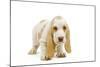 Basset Hound Puppy in Studio-null-Mounted Photographic Print