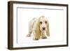 Basset Hound Puppy in Studio-null-Framed Photographic Print