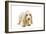 Basset Hound Puppy in Studio-null-Framed Photographic Print