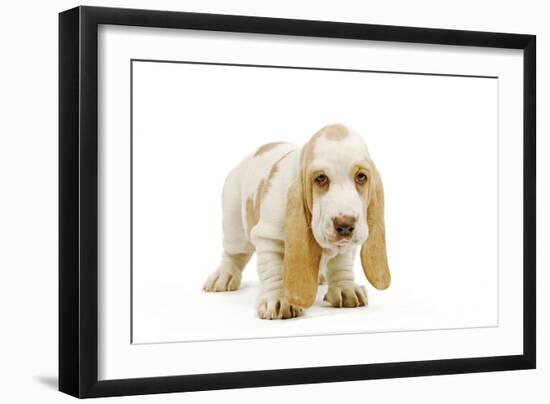 Basset Hound Puppy in Studio-null-Framed Photographic Print