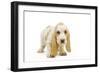 Basset Hound Puppy in Studio-null-Framed Photographic Print