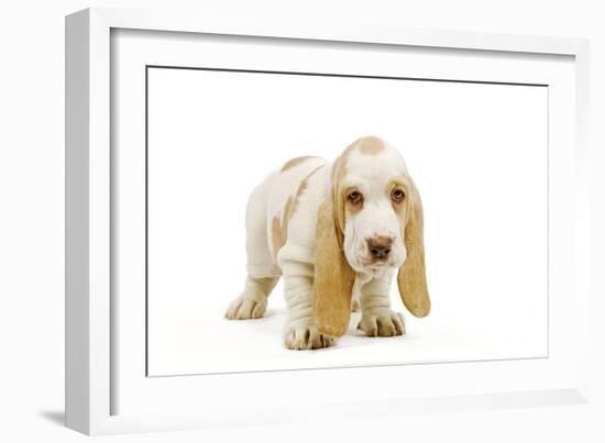 Basset Hound Puppy in Studio-null-Framed Photographic Print