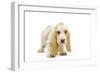 Basset Hound Puppy in Studio-null-Framed Photographic Print