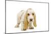 Basset Hound Puppy in Studio-null-Mounted Photographic Print