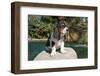 Basset Hound Puppy on a Rock-Zandria Muench Beraldo-Framed Photographic Print