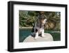 Basset Hound Puppy on a Rock-Zandria Muench Beraldo-Framed Photographic Print