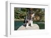 Basset Hound Puppy on a Rock-Zandria Muench Beraldo-Framed Photographic Print