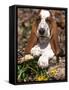 Basset Hound Puppy, USA-Lynn M. Stone-Framed Stretched Canvas