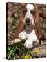 Basset Hound Puppy, USA-Lynn M. Stone-Stretched Canvas