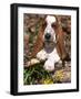 Basset Hound Puppy, USA-Lynn M. Stone-Framed Photographic Print