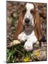 Basset Hound Puppy, USA-Lynn M. Stone-Mounted Photographic Print