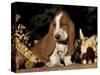 Basset Hound Puppy-Lynn M^ Stone-Stretched Canvas