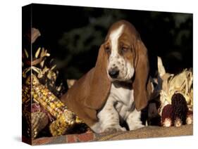 Basset Hound Puppy-Lynn M^ Stone-Stretched Canvas