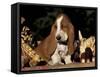 Basset Hound Puppy-Lynn M^ Stone-Framed Stretched Canvas