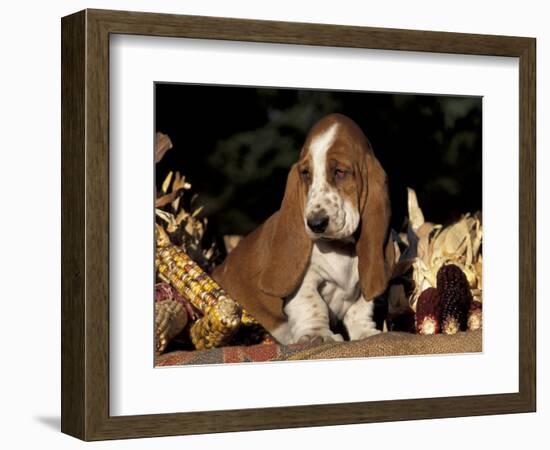 Basset Hound Puppy-Lynn M^ Stone-Framed Premium Photographic Print