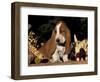 Basset Hound Puppy-Lynn M^ Stone-Framed Premium Photographic Print