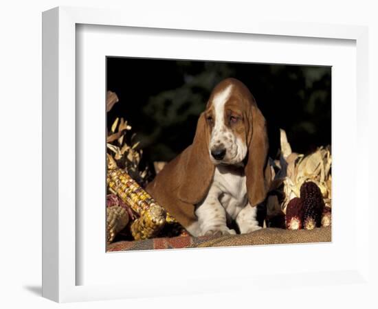 Basset Hound Puppy-Lynn M^ Stone-Framed Premium Photographic Print