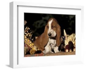 Basset Hound Puppy-Lynn M^ Stone-Framed Premium Photographic Print