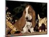 Basset Hound Puppy-Lynn M^ Stone-Mounted Premium Photographic Print