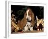 Basset Hound Puppy-Lynn M^ Stone-Framed Photographic Print